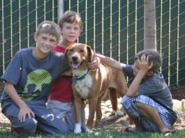 What constitutes a suitable home for a dog?