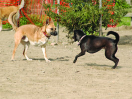 Three Legged Dog Care A three legged dog may be happier after surgery as the condition that necessitated amputation and the resulting pain is gone.