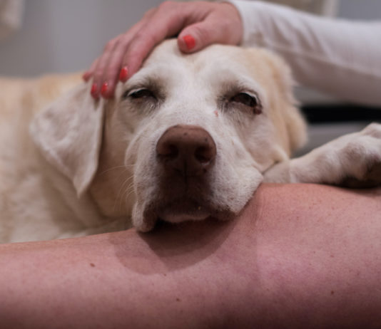 dogs with mast cell tumors