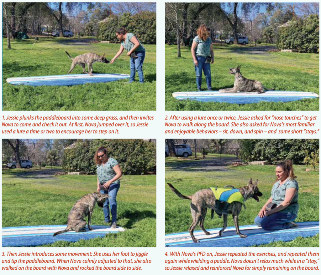 Dry-Land Training: An Important Step for Safe Paddling with Your Dog