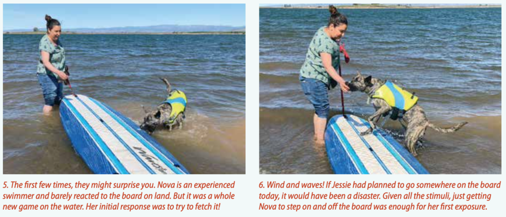 Dry-Land Training: An Important Step for Safe Paddling with Your Dog