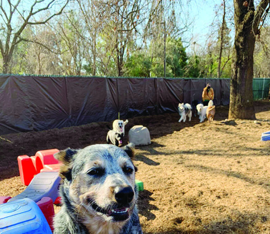 Dog Daycare: What You Should Look For