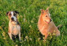 using flea and tick prevention collars