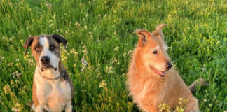 using flea and tick prevention collars