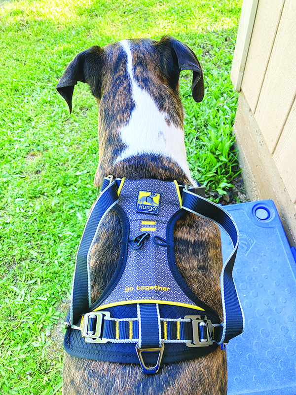 back view of kurgo dog harness