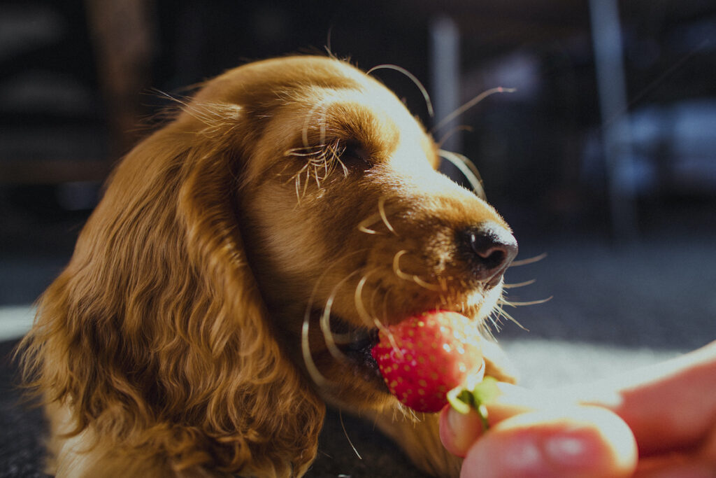 can dogs eat strawberries?