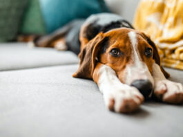 What Are Probiotics For Dogs? Probiotics For Dogs