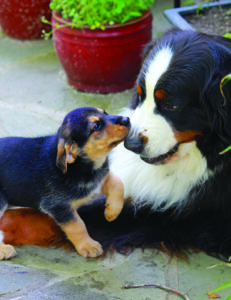 5 Tips for Introducing a New Puppy to your Dog