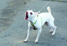 A reactive dog can engage in shocking behaviors.