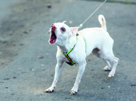 Reactive Behavior in Dogs A reactive dog can engage in shocking behaviors.