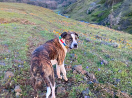 First Rattlesnake of the Season