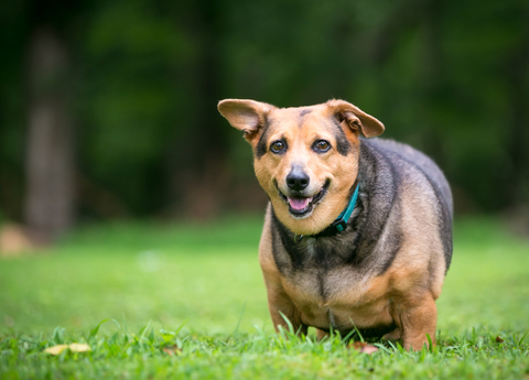 signs of pancreatitis in dogs