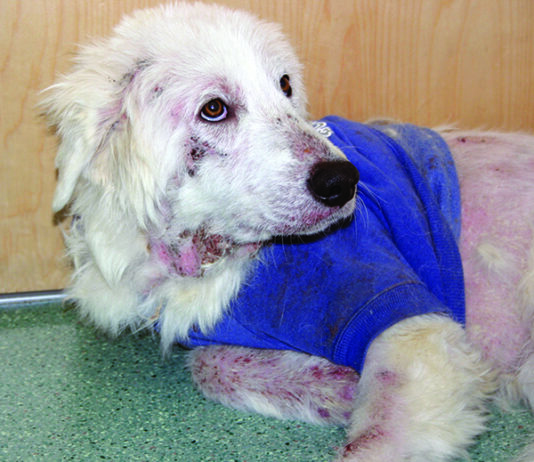 Sarcoptic Mange in Dogs (Scabies) scabies on dog