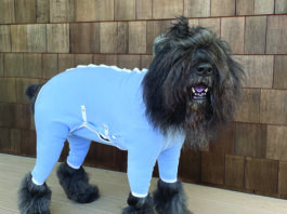 dog recovery suits