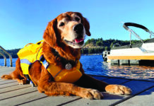 dog life jacket