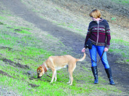 Dog Walking: 4 Approaches to Add Enjoyment dog walking