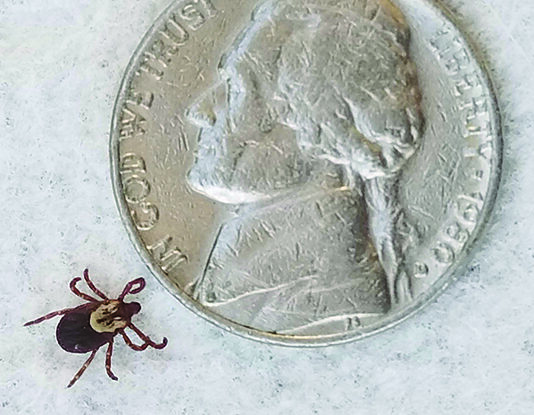 Ticks on Dogs: Everything You Need to Know ticks on dogs