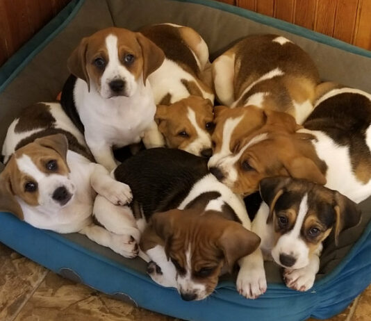 Top five stupid things that people say to dog foster providers