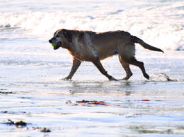 Dog in Pain: 12 Signs and What You Can Do to Help dog in pain