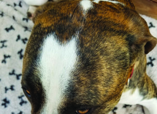 Dog Wound Care dog wound care