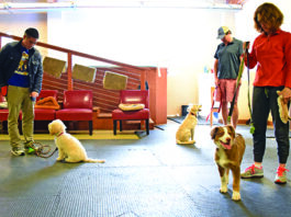group dog obedience training