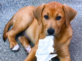 new puppy tips
