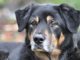 Adopt a Senior Pet Month