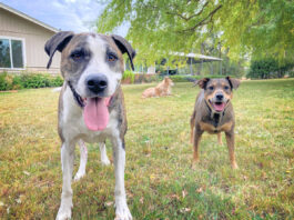 Dogs Are People, Too! dogs are people too