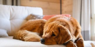 The first thing to do when your dog has a seizure is to ensure that both of you are safe.