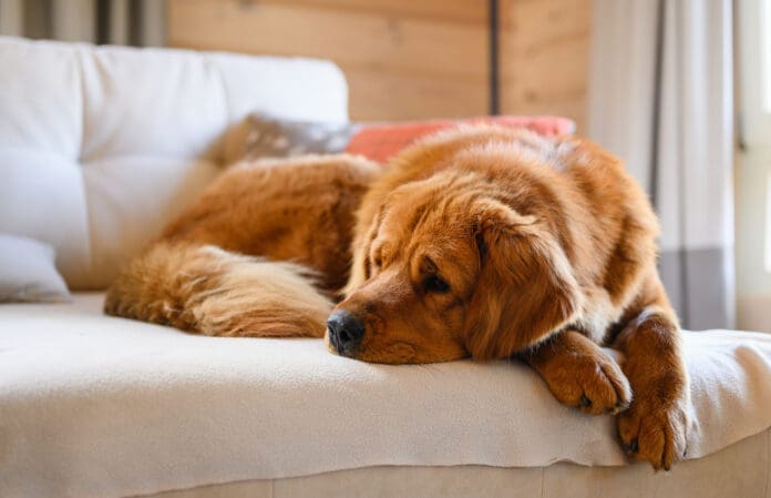 The first thing to do when your dog has a seizure is to ensure that both of you are safe.