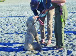 Angst With Your Adolescent Dog adolescent dog