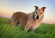 otto dog at sunset