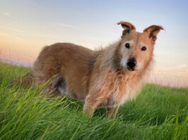 Teach Your Dog Hand Signals otto dog at sunset