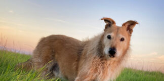 otto dog at sunset