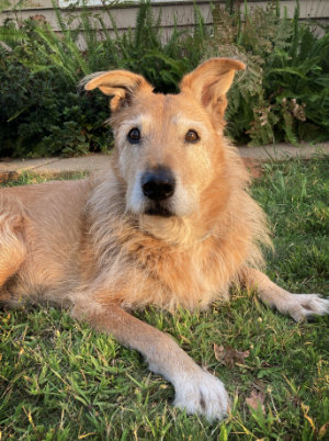 dog focused on hand signals for dogs