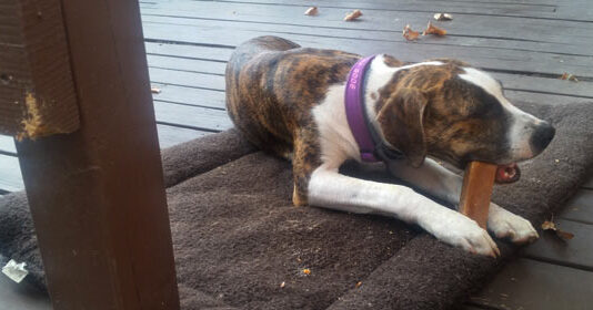 Why Do Dogs Chew – And What to Do About It dog chewing on things