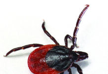 tick-borne diseases in dogs