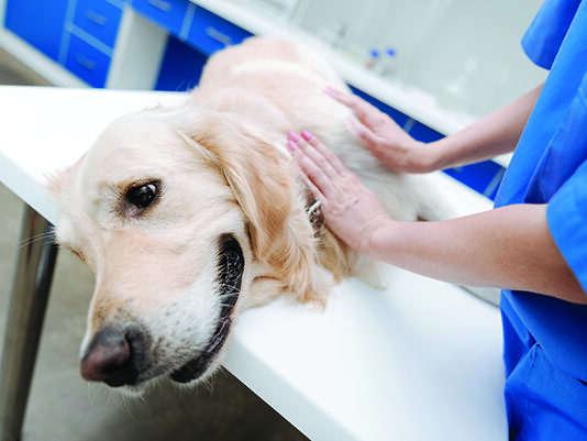 lymphatic massage for dogs