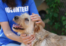 animal shelter volunteer with dog