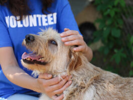 Making a Year-End Contribution to an Animal-Related Charity? Read This animal shelter volunteer with dog