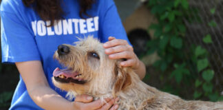 animal shelter volunteer with dog