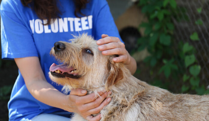 animal shelter volunteer with dog