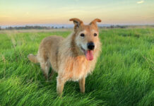 healthy dog with great vet team