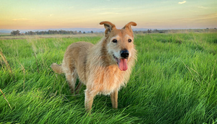 healthy dog with great vet team