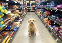 dog in pet store