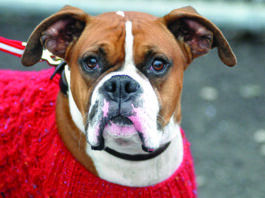 why is my dog's nose dry