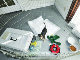 exercise pen for dogs