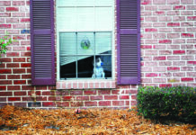 separation anxiety in dogs - dog in window