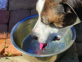 excessive thirst in dogs