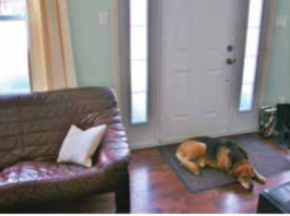 Leaving Your Dog Home Alone: How To Set Up Your Dog’s Space leaving dog home alone
